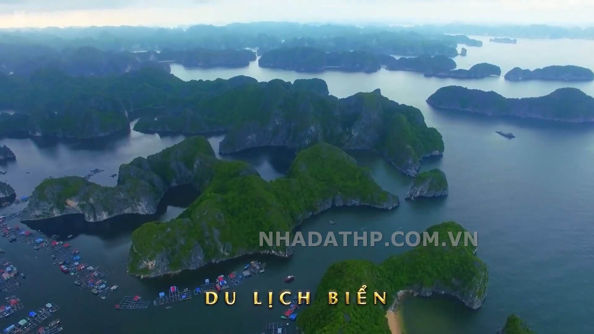 doi rong hai phong 31
